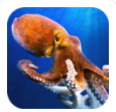 Octopuzzle(צ޽ұǰ)1.0