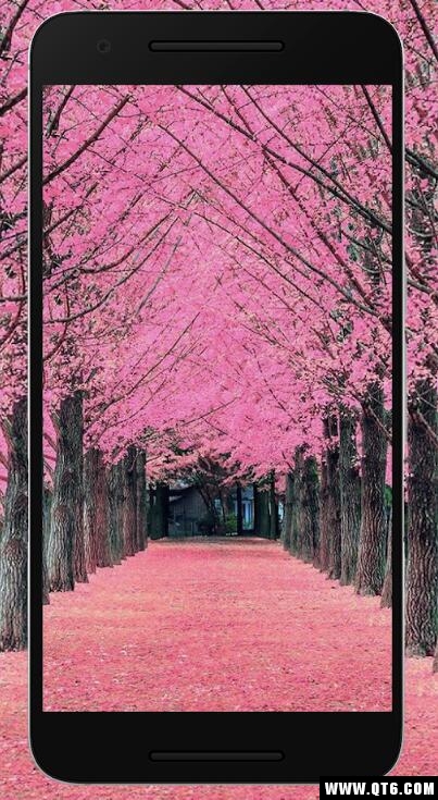 Sakura Wallpaper HD(ӣֽ)1.0.0ֻͼ4