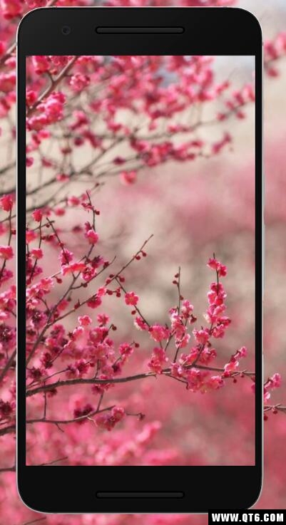 Sakura Wallpaper HD(ӣֽ)1.0.0ֻͼ5