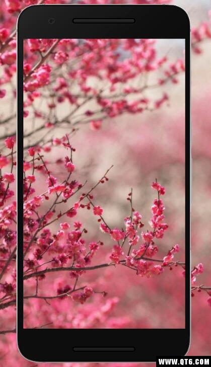 Sakura Wallpaper HD(ӣֽ)1.0.0ֻͼ0