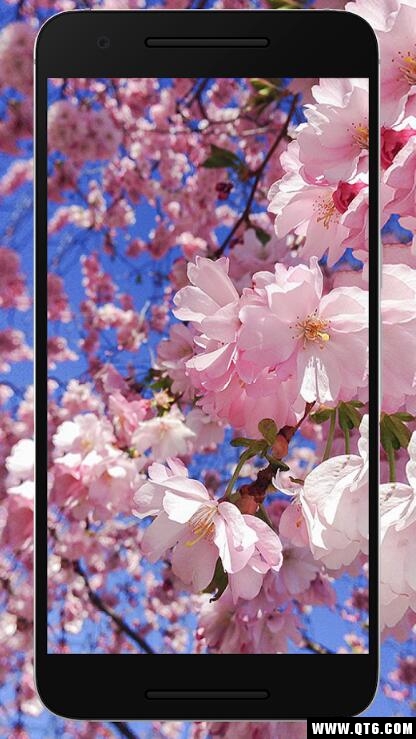 Sakura Wallpaper HD(ӣֽ)1.0.0ֻͼ1