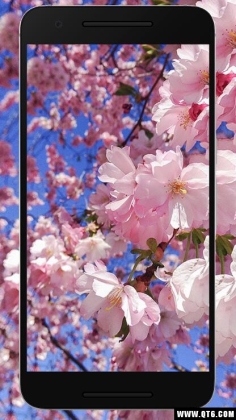 Sakura Wallpaper HD(ӣֽ)ͼ1