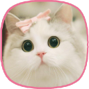 kawaii cats Wallpaper(èֽƯèͼƬ)1.0ֻ