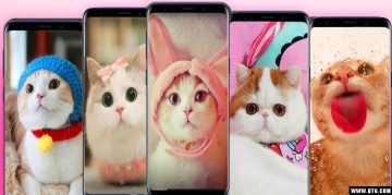 kawaii cats Wallpaper(èֽƯèͼƬ)ͼ1