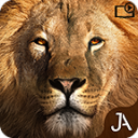 Safari Online Evolution(4x4Խ)20.8.1׿