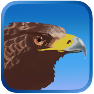 Eagle Hunting Journey(ӥ֮޻Ұ)
