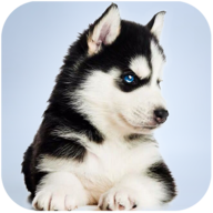 Husky Simulator(ʿģMo޽)1.0.1׿