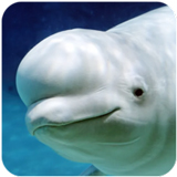 The Beluga WhaleLģM֙C(j)1.0.1׿