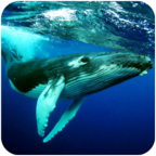 The Humpback Whales(^L)1.0.2׿