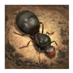 ССϹʷ°(The Ants)