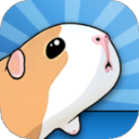 (GUINEA PIG BRIDGE)9.2.4İ