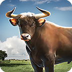 Bull Simulator(ģMţ)1.3׿