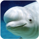 The Beluga Whale�׾�ģ���ֻ���1.0.1��׿��