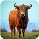 The Bull(һͷţ)1.0.4°