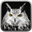 Owl Hunting Journey(èͷӥ����֮������)1.1��׿��