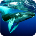The Humpback Whales(��ͷ������)1.0.2��׿��