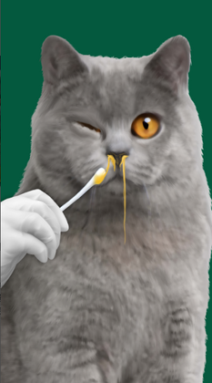 Cat ASMR���°��ͼ0