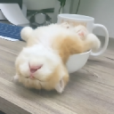ƿƵappٷ1.1.3׿