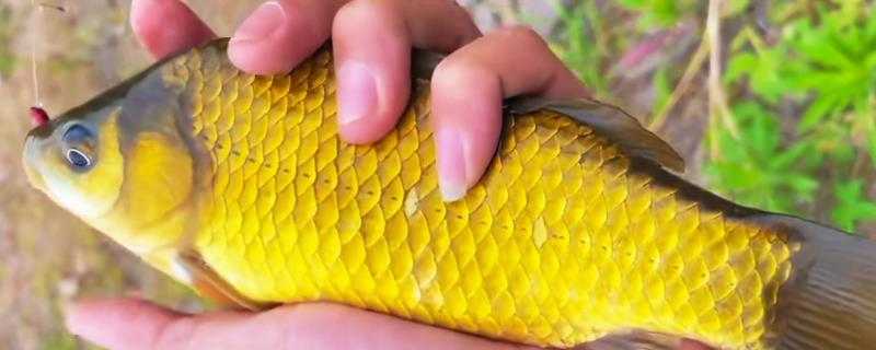 ����Ȥ���ƽ�����ô�����ϵ�Ư����