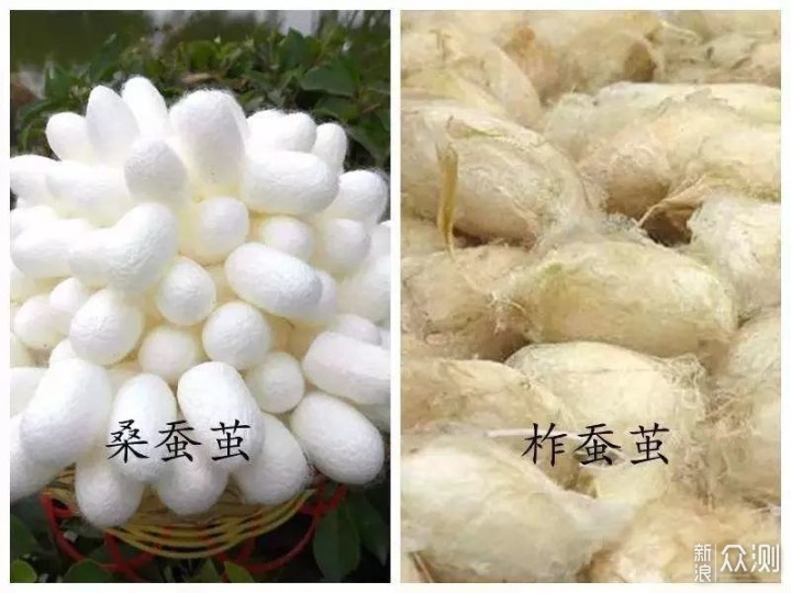 芯茧和普通茧的区别配图