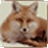 XML Fox3.0.0.0 ���԰�