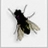 Fly on desktop (�����Ӭ)1.8 ��ʽ��