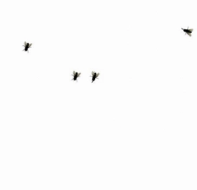 Fly on desktop (桌面苍蝇)预览图
