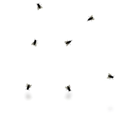 Fly on desktop (桌面苍蝇)预览图