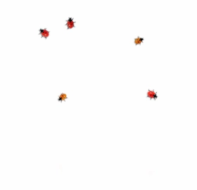 Ladybug on desktop(桌面瓢虫)预览图