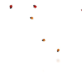 Ladybug on desktop(桌面瓢虫)预览图