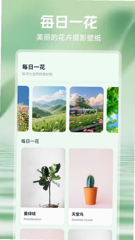吉意花预览图