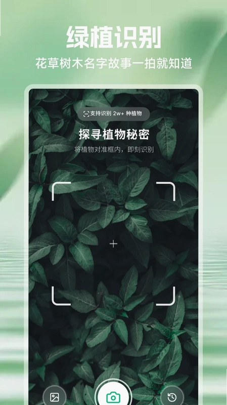 吉意花预览图
