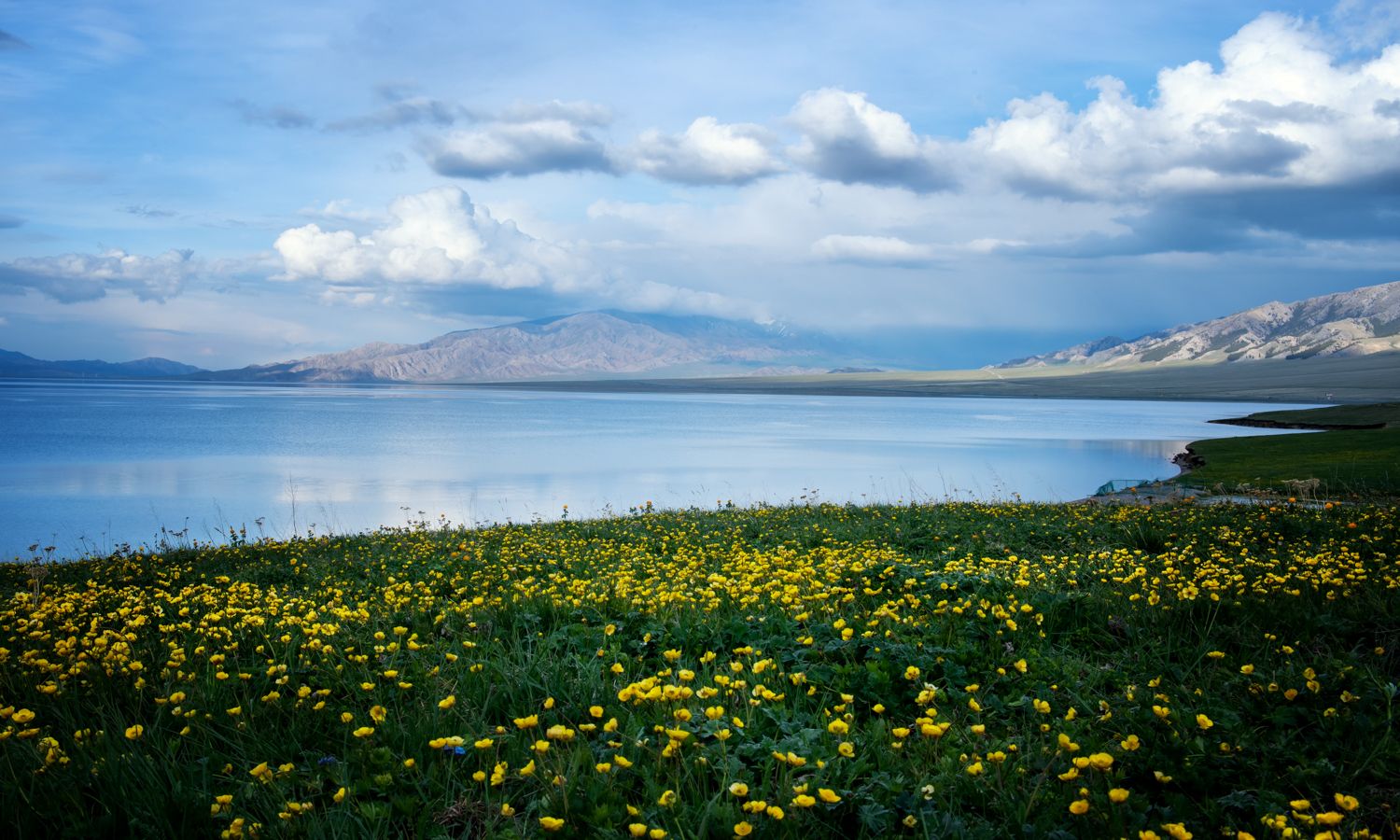 Sailifu赛里木湖花海季节风景图