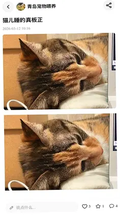 PetPandora宠物社区预览图