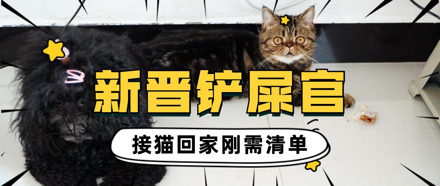 容猫新手接猫回家头一周注意事项配图