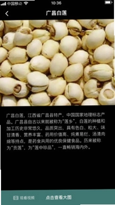 半枝莲子预览图