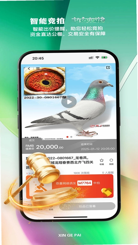 新鸽拍预览图