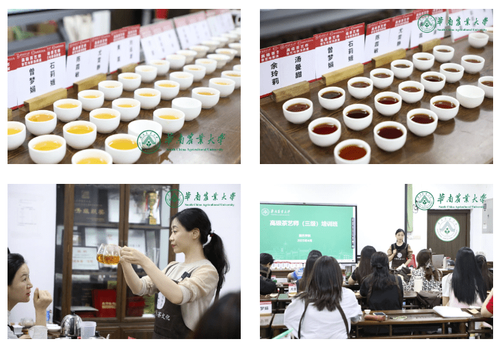 茶艺师考试学知题六大茶类理论实操结合
