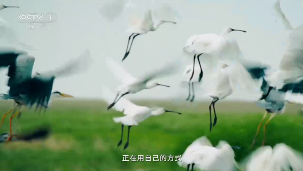 赛雷TV最新版本 赛雷TV最新版本