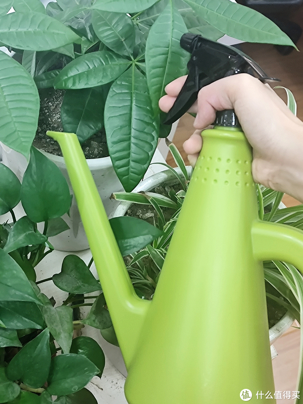 Tiny Green使用教程与养护步骤图
