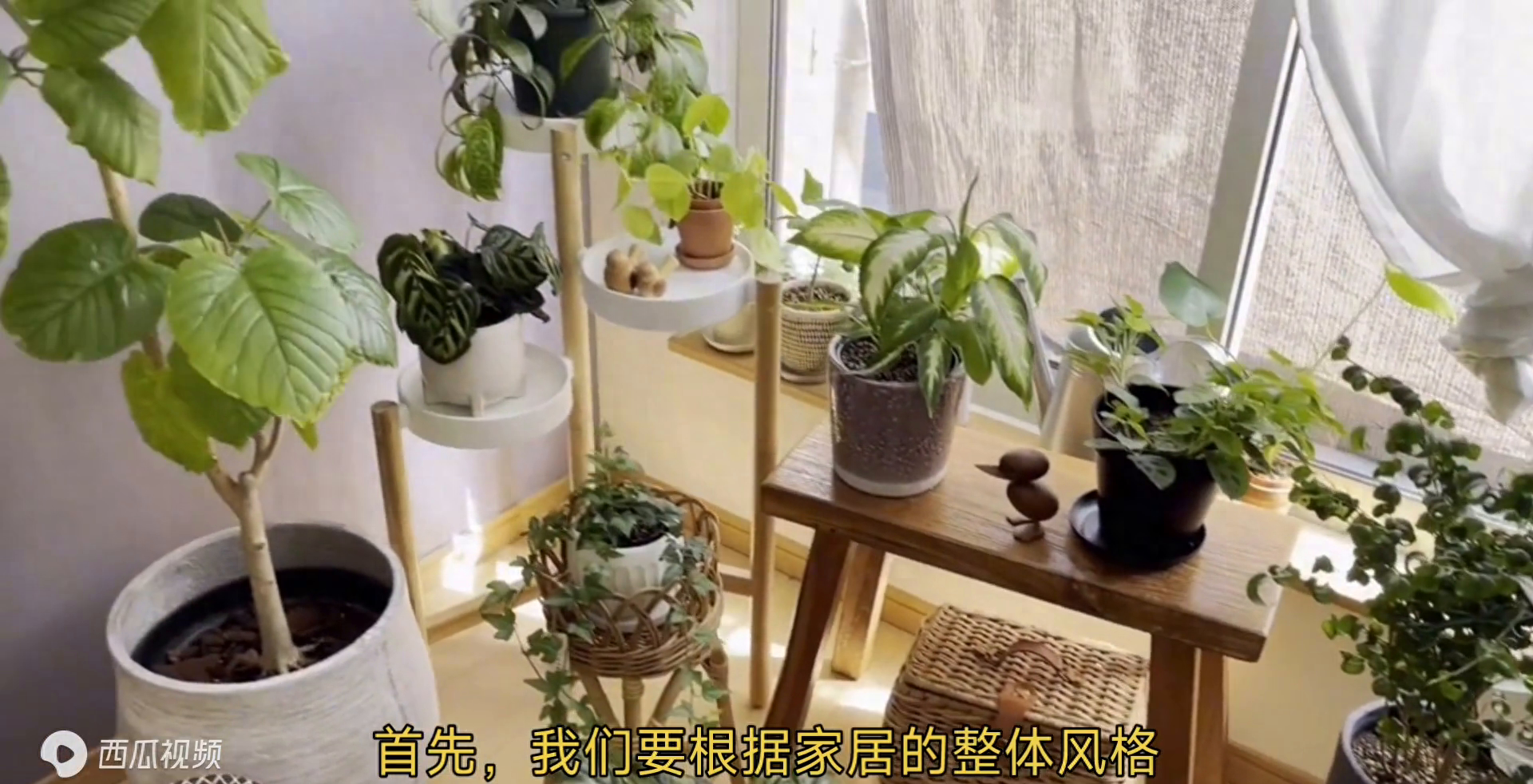 Tiny Green居家绿植新趋势养护全解析主图