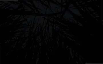 龙眼树预览图