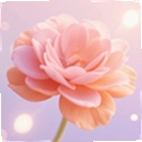 花开手机版