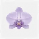 ����Morchid1.4.20 ���°�