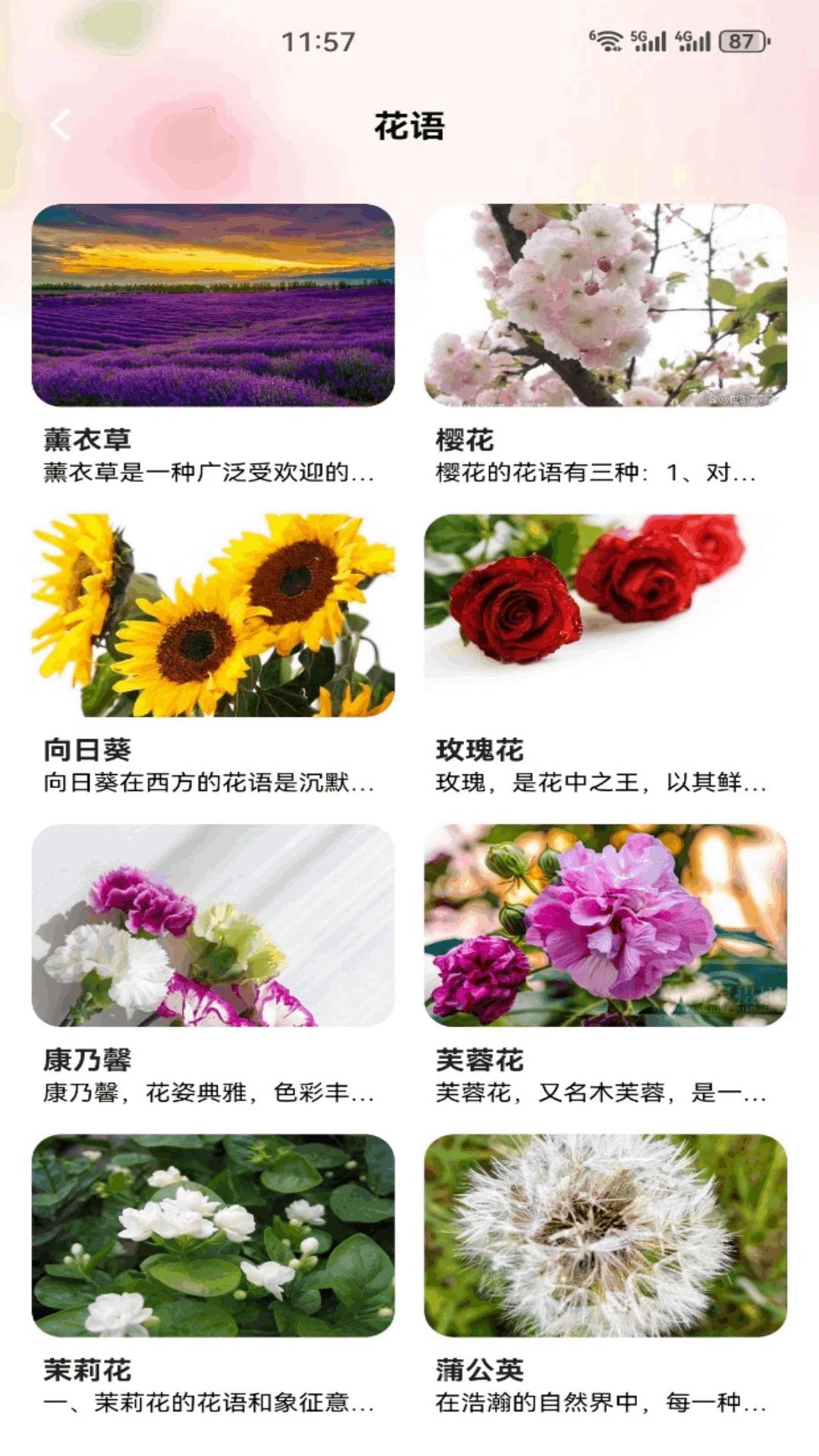 解忧花店花语百科