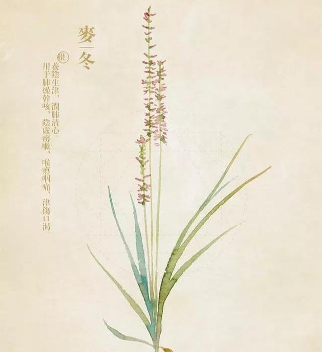 祝余草山海经功效禁忌问答解析配图
