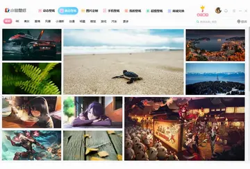 小鸟动态壁纸电脑版预览图