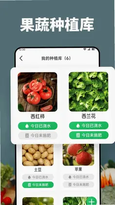 黄果预览图