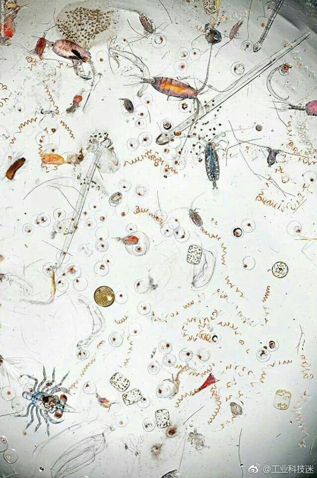 显微镜下水滴里的微生物观察