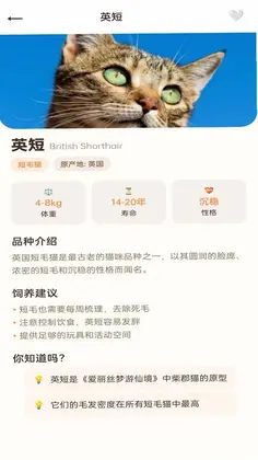 拾光猫预览图